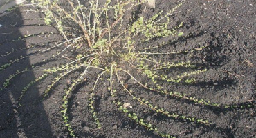 Jak správně množit angrešt?